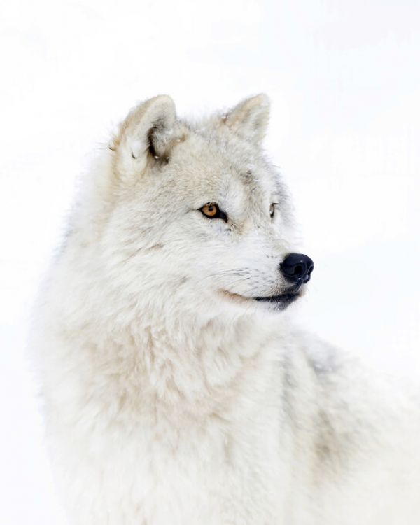 輸入壁紙 カスタム壁紙 Photowall Portrait Of An Arctic Wolf 壁紙屋本舗