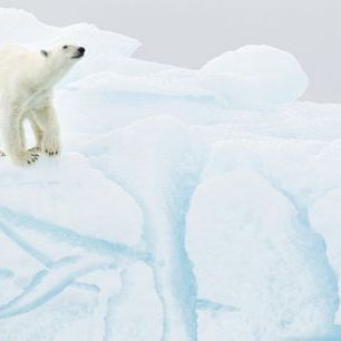 輸入壁紙 カスタム壁紙 PHOTOWALL / Polar Bear on Iceberg (e324477)