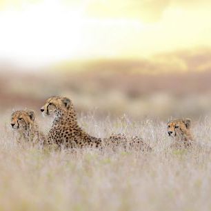 輸入壁紙 カスタム壁紙 PHOTOWALL / Cheetah Family (e324478)