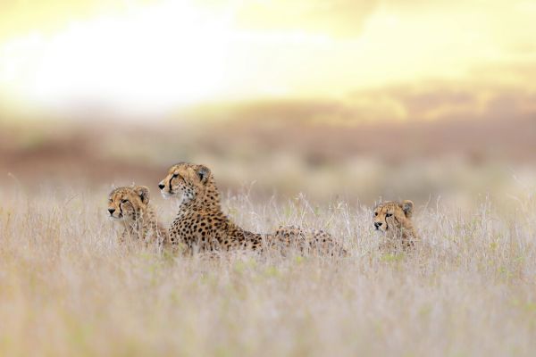 輸入壁紙 カスタム壁紙 PHOTOWALL / Cheetah Family (e324478)