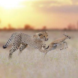 輸入壁紙 カスタム壁紙 PHOTOWALL / Cheetah Hunting a Gazelle (e324479)