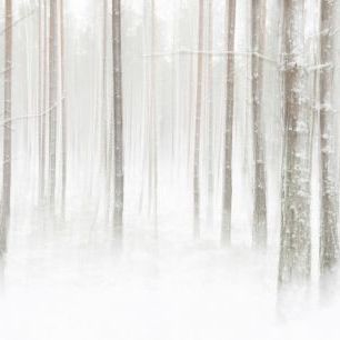 輸入壁紙 カスタム壁紙 PHOTOWALL / Winterforest in Sweden (e324487)
