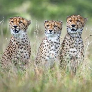 輸入壁紙 カスタム壁紙 PHOTOWALL / Cheetah Cubs (e324503)