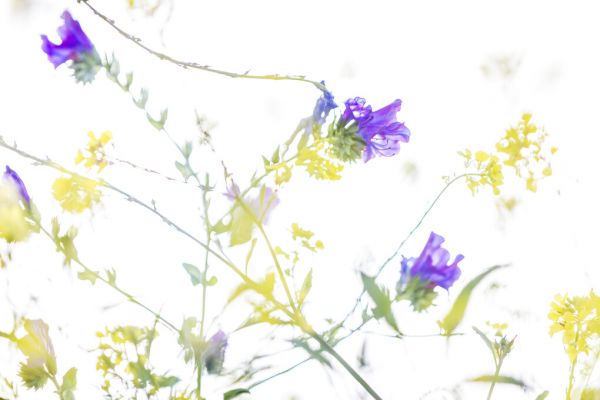 輸入壁紙 カスタム壁紙 PHOTOWALL / Abstract Flowers (e324862)