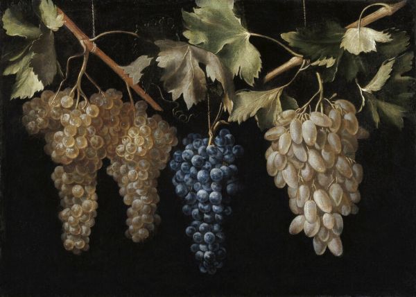 輸入壁紙 カスタム壁紙 PHOTOWALL / Four Bunches of Hanging Grapes - Juan Fernandez (e325869)