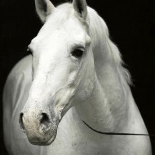 輸入壁紙 カスタム壁紙 PHOTOWALL / White Stallion - Erich Lessing (e325898)