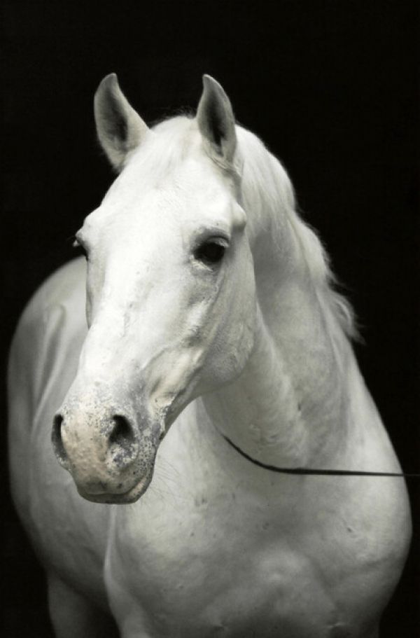 輸入壁紙 カスタム壁紙 PHOTOWALL / White Stallion - Erich Lessing (e325898)