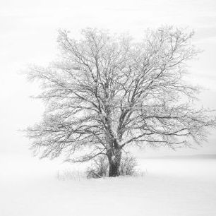 輸入壁紙 カスタム壁紙 PHOTOWALL / Winter Life (e326964)