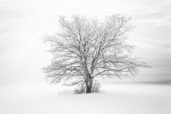 輸入壁紙 カスタム壁紙 PHOTOWALL / Winter Life (e326964)
