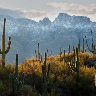 輸入壁紙 カスタム壁紙 PHOTOWALL / Lines of Saguaro Cacti (e324532)