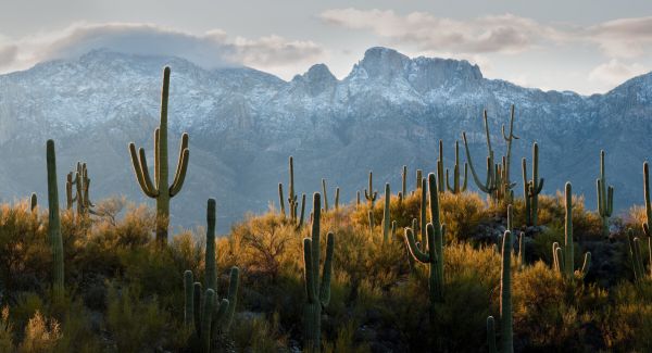 輸入壁紙 カスタム壁紙 PHOTOWALL / Lines of Saguaro Cacti (e324532)