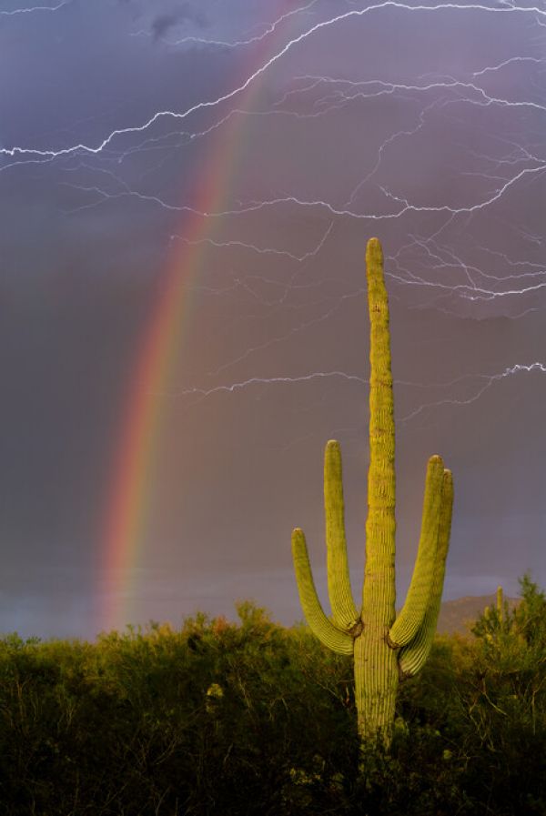 輸入壁紙 カスタム壁紙 PHOTOWALL / Rainbow and Lightning over Cactus (e324534)