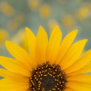 輸入壁紙 カスタム壁紙 PHOTOWALL / Sunflower (e324537)