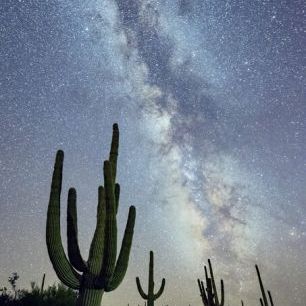 輸入壁紙 カスタム壁紙 PHOTOWALL / Saguaro Cacti at Night (e324562)