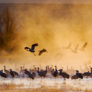 輸入壁紙 カスタム壁紙 PHOTOWALL / Sandhill Cranes and Snow Geese (e324576)