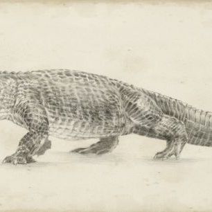 輸入壁紙 カスタム壁紙 PHOTOWALL / Alligator Sketch (e324583)