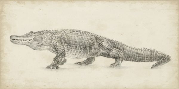 輸入壁紙 カスタム壁紙 PHOTOWALL / Alligator Sketch (e324583)