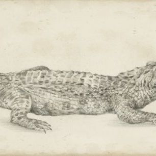 輸入壁紙 カスタム壁紙 PHOTOWALL / Crocodile Sketch (e324584)