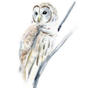 輸入壁紙 カスタム壁紙 PHOTOWALL / Arctic Owl (e324621)