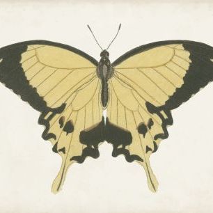 輸入壁紙 カスタム壁紙 PHOTOWALL / Beautiful Butterfly (e324635)