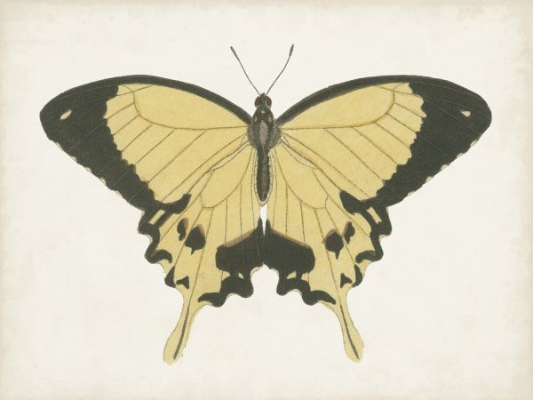 輸入壁紙 カスタム壁紙 PHOTOWALL / Beautiful Butterfly (e324635)