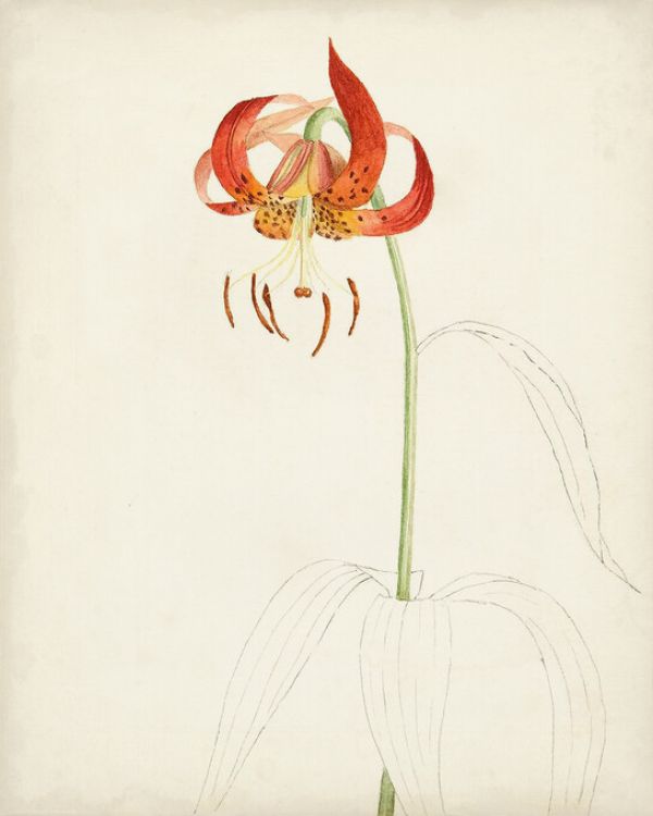 輸入壁紙 カスタム壁紙 PHOTOWALL / Watercolor Botanical Sketc (e324639)