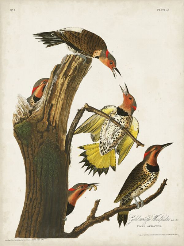 輸入壁紙 カスタム壁紙 PHOTOWALL / Gold-winged Woodpecker (e324698)