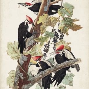 輸入壁紙 カスタム壁紙 PHOTOWALL / Pileated Woodpecker (e324699)