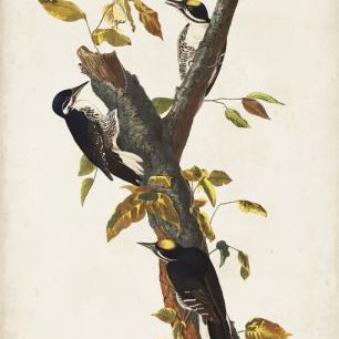 輸入壁紙 カスタム壁紙 PHOTOWALL / Three Toed Woodpecker (e324700)