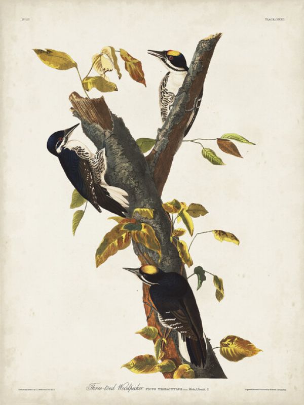輸入壁紙 カスタム壁紙 PHOTOWALL / Three Toed Woodpecker (e324700)