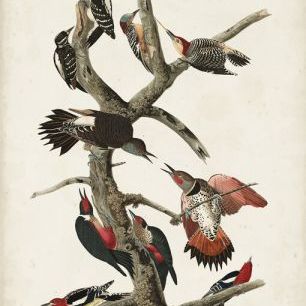 輸入壁紙 カスタム壁紙 PHOTOWALL / Hairy Woodpecker (e324701)