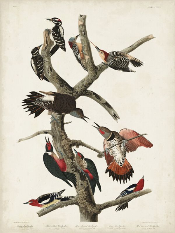 輸入壁紙 カスタム壁紙 PHOTOWALL / Hairy Woodpecker (e324701)