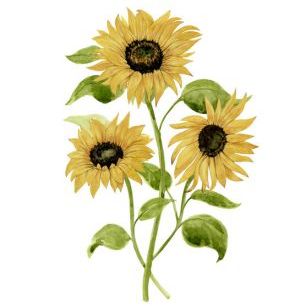 輸入壁紙 カスタム壁紙 PHOTOWALL / Sunflower Trio (e324719)