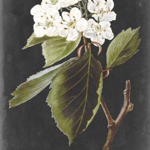 輸入壁紙 カスタム壁紙 PHOTOWALL / Dramatic White Flowers (e324729)