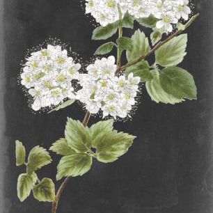 輸入壁紙 カスタム壁紙 PHOTOWALL / Dramatic White Flowers II (e324730)