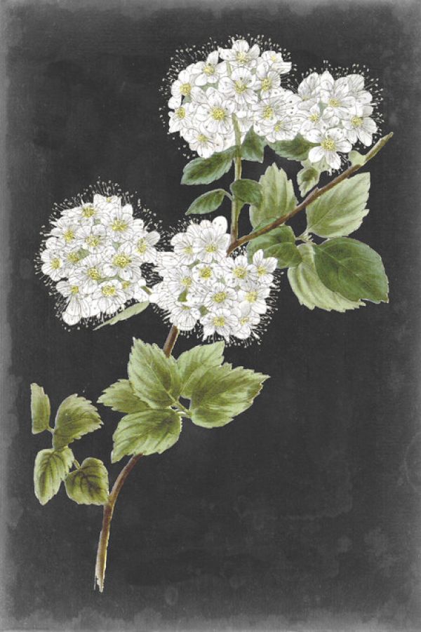 輸入壁紙 カスタム壁紙 PHOTOWALL / Dramatic White Flowers II (e324730)