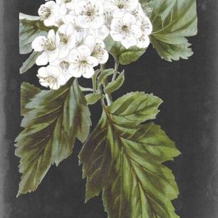 輸入壁紙 カスタム壁紙 PHOTOWALL / Dramatic White Flowers III (e324731)