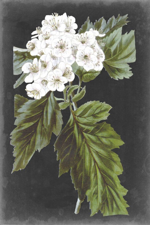 輸入壁紙 カスタム壁紙 PHOTOWALL / Dramatic White Flowers III (e324731)