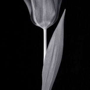 輸入壁紙 カスタム壁紙 PHOTOWALL / Single Tulip (e326248)