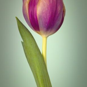 輸入壁紙 カスタム壁紙 PHOTOWALL / Single Tulip (e326250)