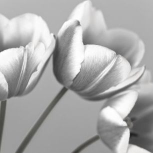 輸入壁紙 カスタム壁紙 PHOTOWALL / Tulips (e326262)