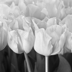 輸入壁紙 カスタム壁紙 PHOTOWALL / Tulips (e326261)
