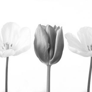 輸入壁紙 カスタム壁紙 PHOTOWALL / Tulips (e326272)