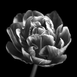 輸入壁紙 カスタム壁紙 PHOTOWALL / Tulips (e326274)