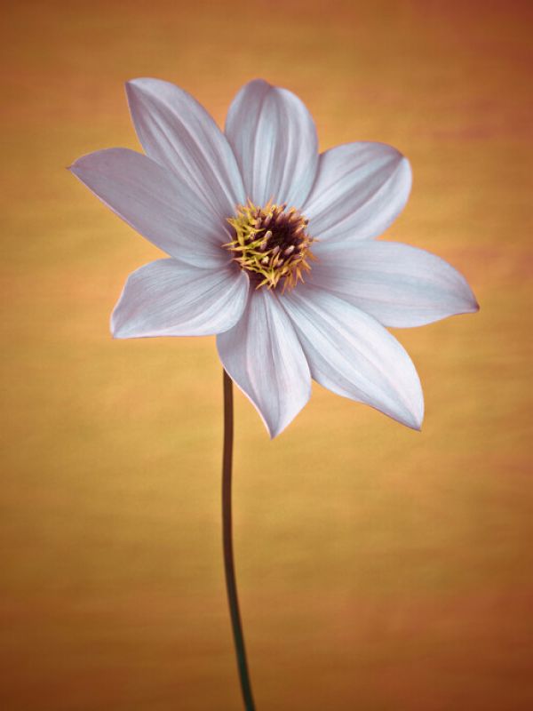 輸入壁紙 カスタム壁紙 PHOTOWALL / Dahlia Flower (e326348)