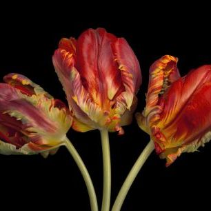 輸入壁紙 カスタム壁紙 PHOTOWALL / Three Tulips (e326350)