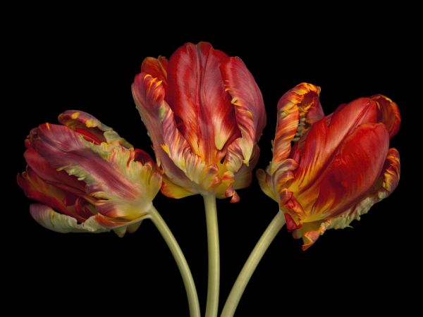輸入壁紙 カスタム壁紙 PHOTOWALL / Three Tulips (e326350)