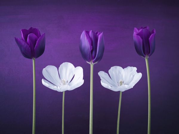 輸入壁紙 カスタム壁紙 PHOTOWALL / Tulips (e326366)