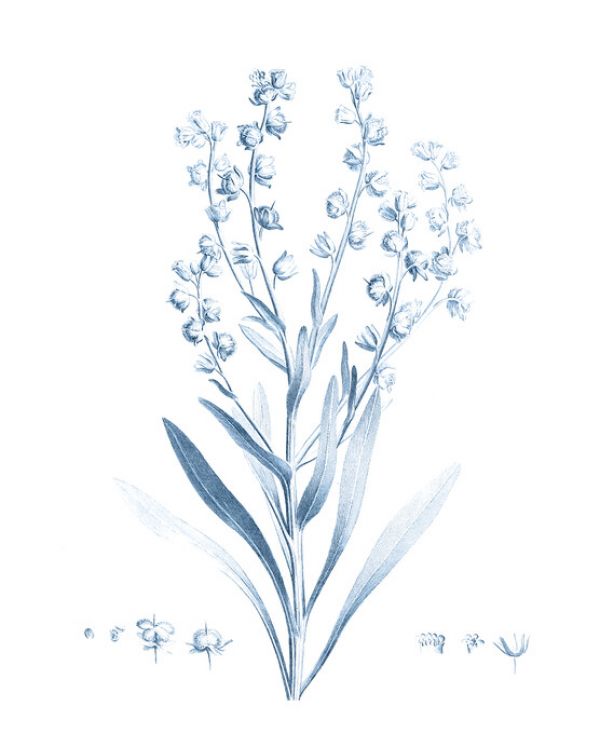 輸入壁紙 カスタム壁紙 PHOTOWALL / Antique Botanical in Blue (e324752)