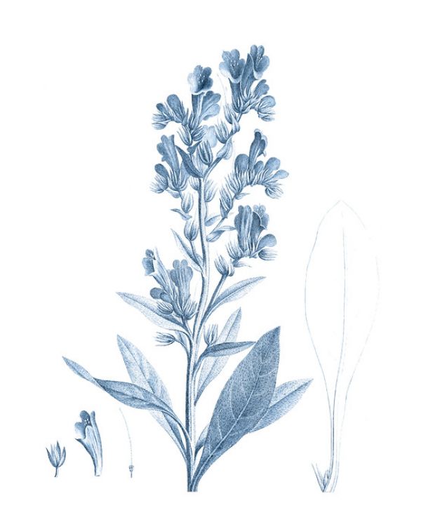 輸入壁紙 カスタム壁紙 PHOTOWALL / Antique Botanical in Blue II (e324753)